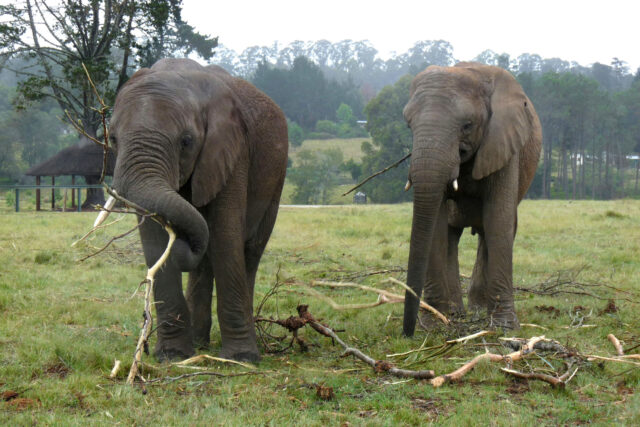 Activities in Knysna